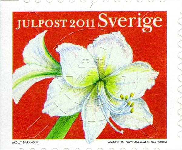 Hippeastrum x hortorum