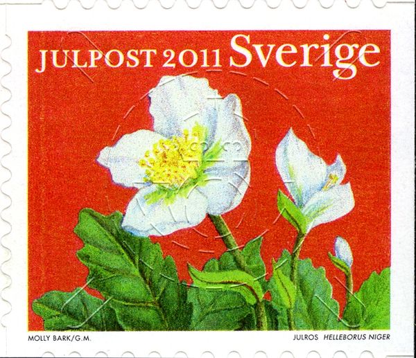 Helleborus niger
