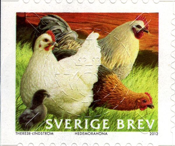 Hedemora Chicken (Gallus gallus domesticus)
