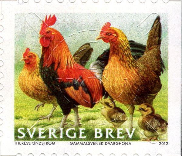 Old Swedish Bantam (Gallus gallus domesticus)