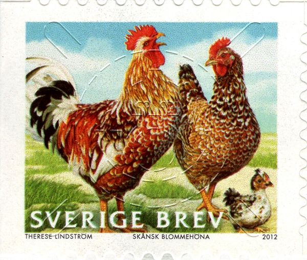 Blomme Chicken (Gallus gallus domesticus)