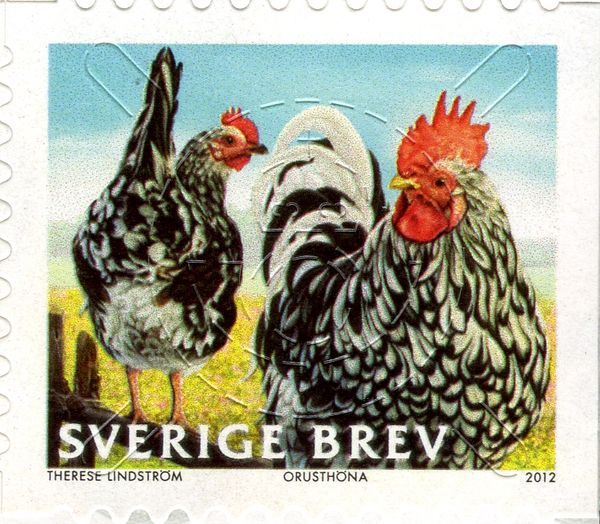 Orust Chicken (Gallus gallus domesticus)