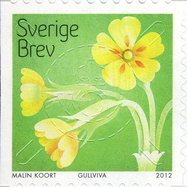 Cowslips (Primula veris)