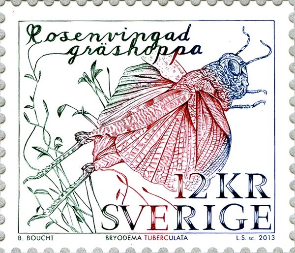 Speckled Grashopper (Bryodema tuberculata)