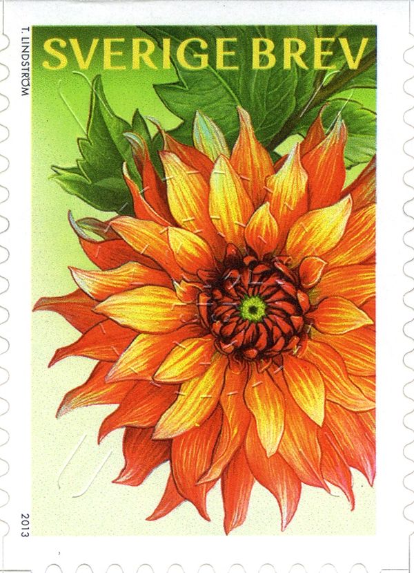 Dahlias