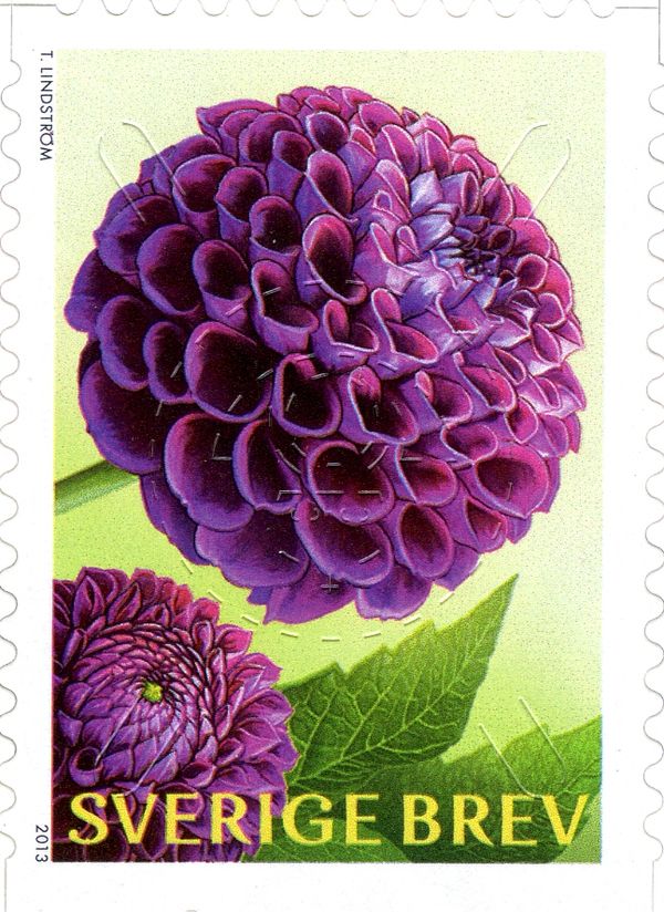 Dahlias