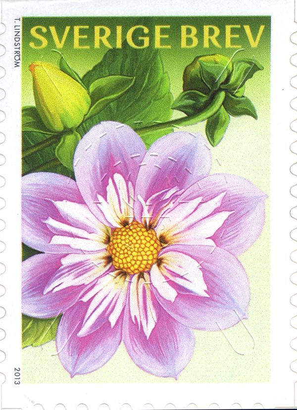 Dahlias
