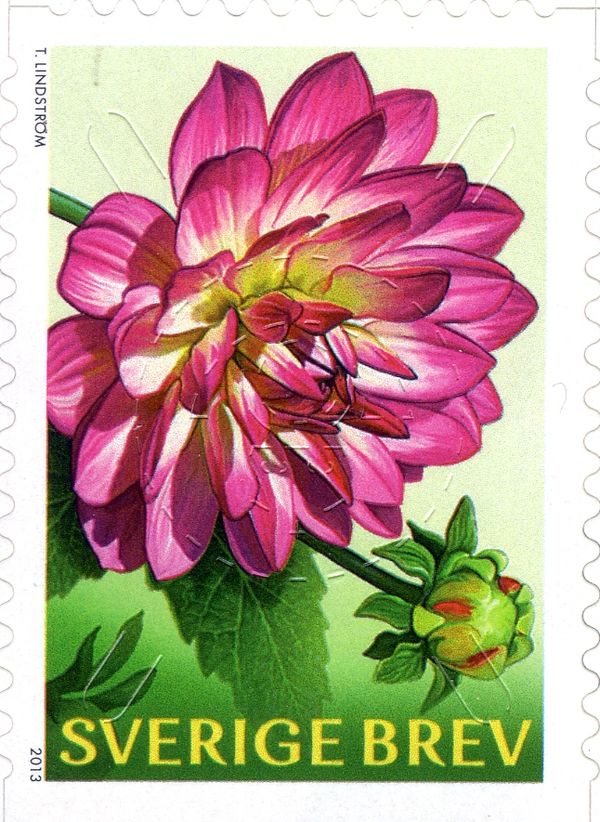 Dahlias