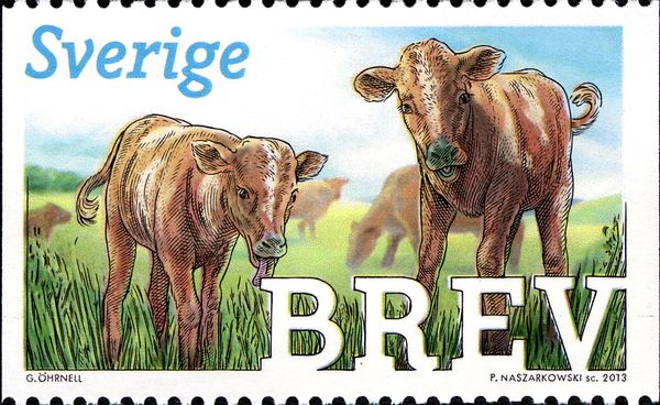 Calves (Bos primigenius taurus)
