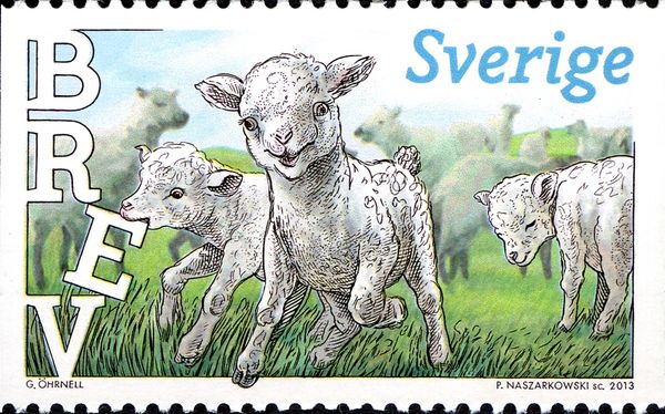 Lambs (Ovis ammon aries)