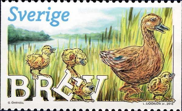 Ducklings (Anas platyrhynchos domestica)