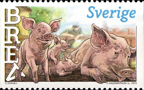 Piglets (Sus scrofa domestica)