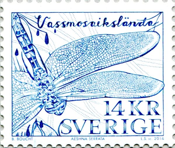 Baltic Hawker (Aeshna serrata)