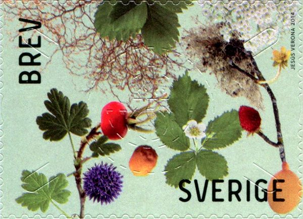Berries and Leaves
