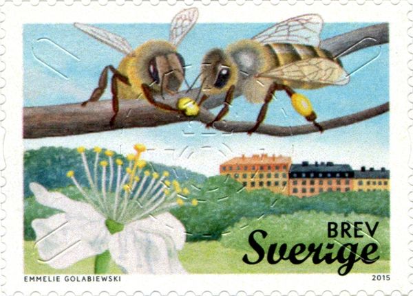European Honey Bee (Apis mellifera)