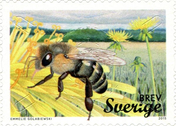 European Honey Bee (Apis mellifera)
