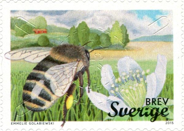 European Honey Bee (Apis mellifera)