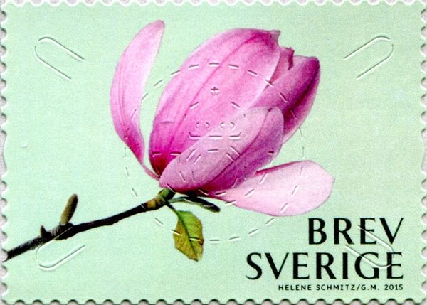 Magnolia