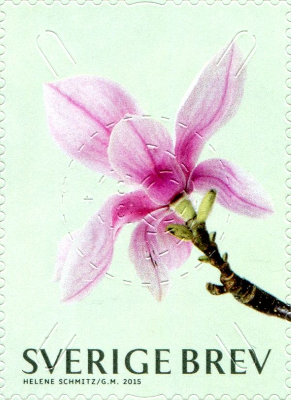 Magnolia