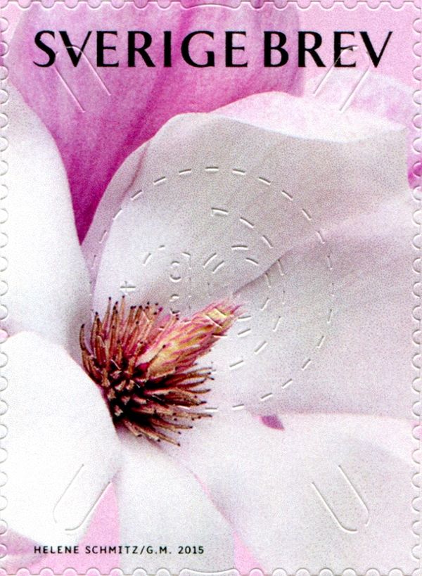 Magnolia