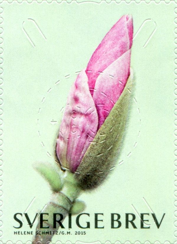 Magnolia