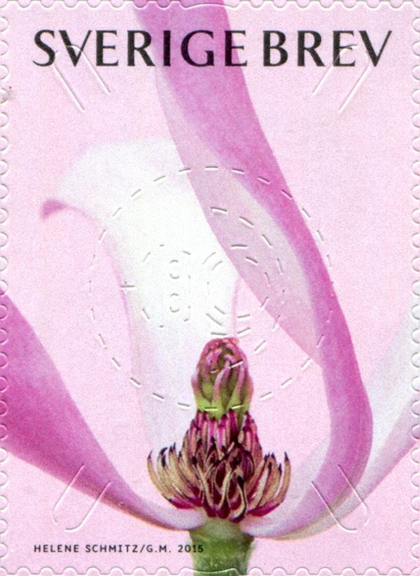 Magnolia