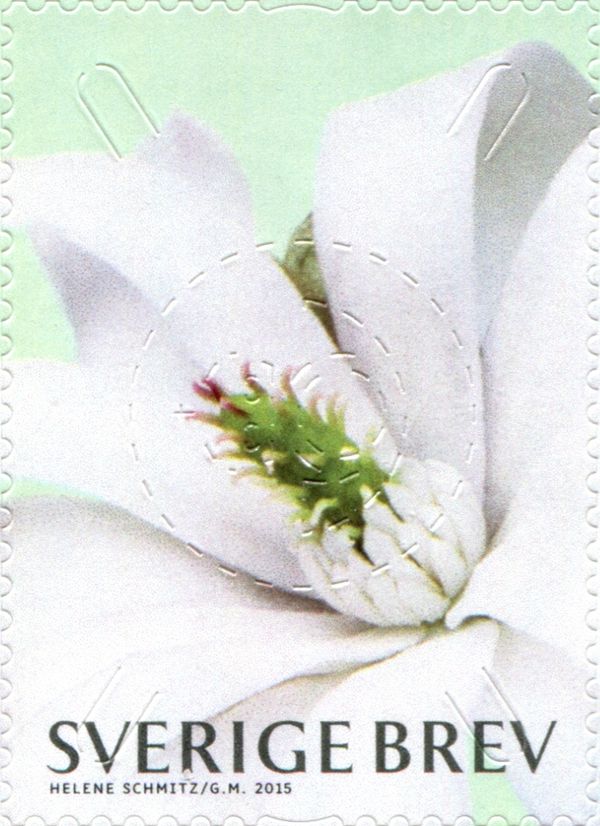 Magnolia