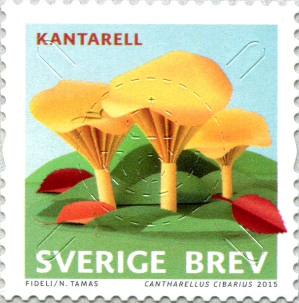 Cantharellus cibarius