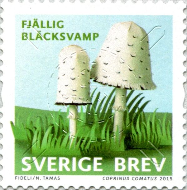 Coprinus comatus