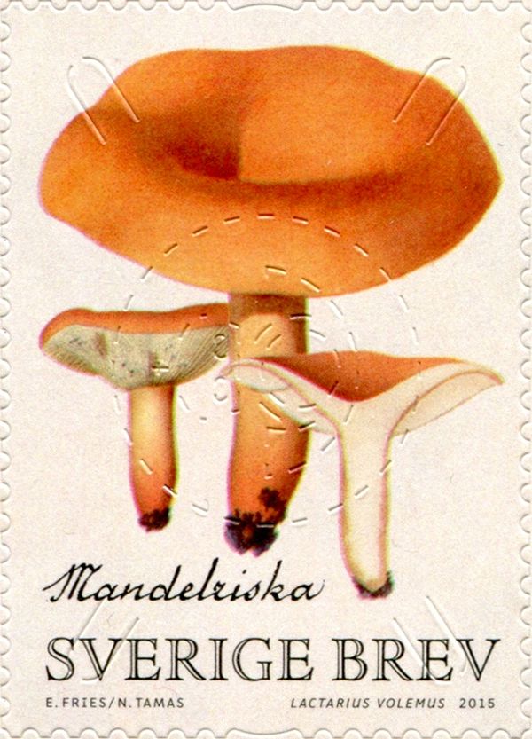 Weeping Milk Cap (Lactarius volemus)
