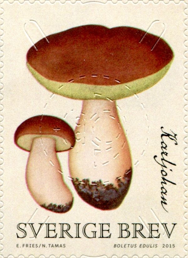 Cep (Boletus edulis)