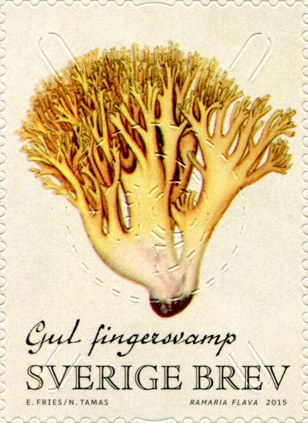Ramaria aurea
