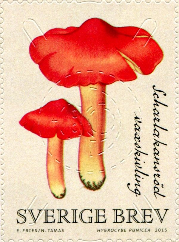 Hygrocybe punicea