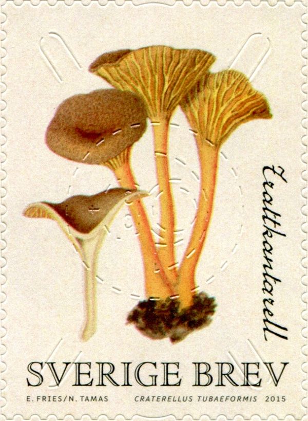 Craterellus tubaeformis