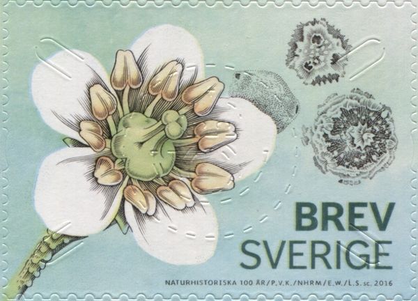 Swedish Museum of Natural History