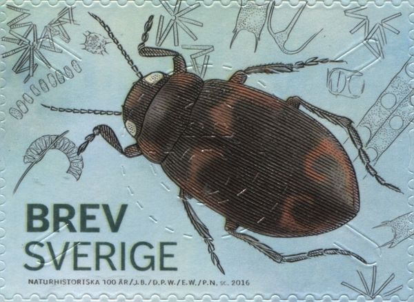 Beetle (Hydroporus figuratus)