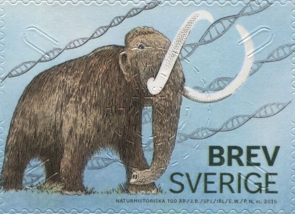 Woolly Mammoth (Mammuthus primigenius)