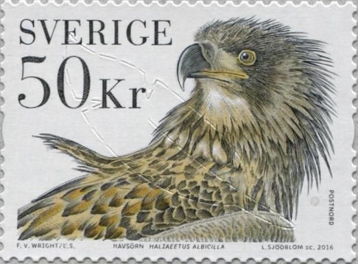 White-tailed Eagle (Haliaeetus albicilla)