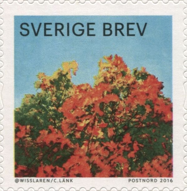 Maple Trees with Autumn Leaves