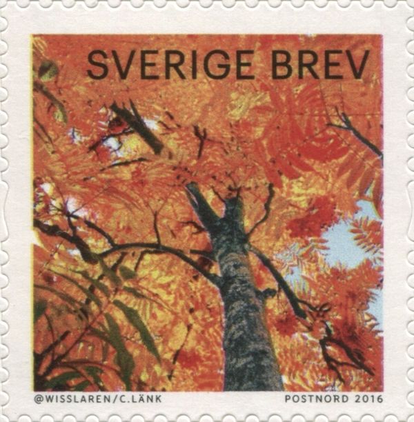 Trees with Autumn Leaves; Photographs by Christoffer Collin