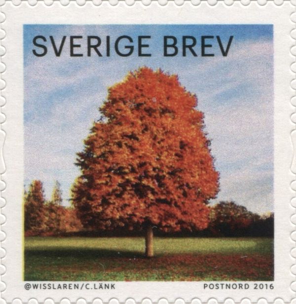 Trees with Autumn Leaves; Photographs by Christoffer Collin