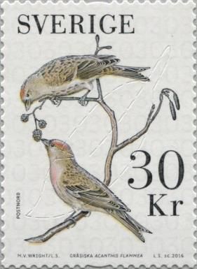 Redpoll (Carduelis flammea)