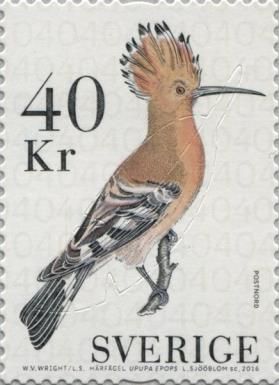 Hoopoe (Upupa epops)