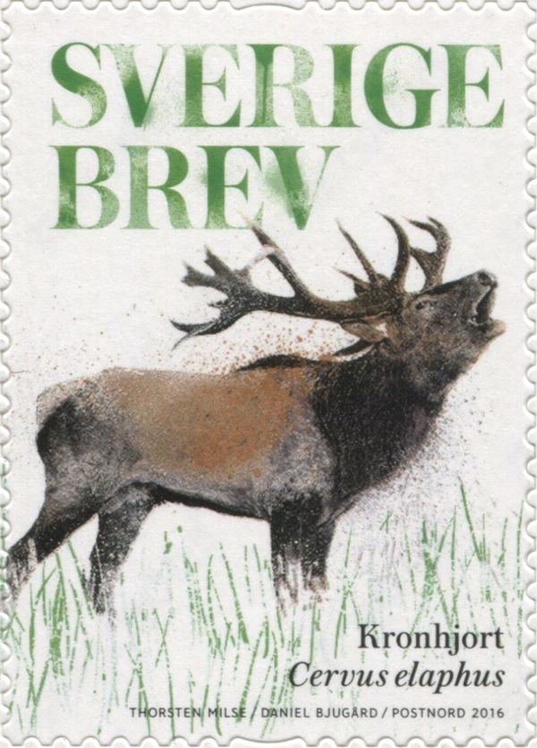 Red deer (Cervus elaphus)