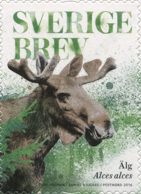 Moose (Alces alces)
