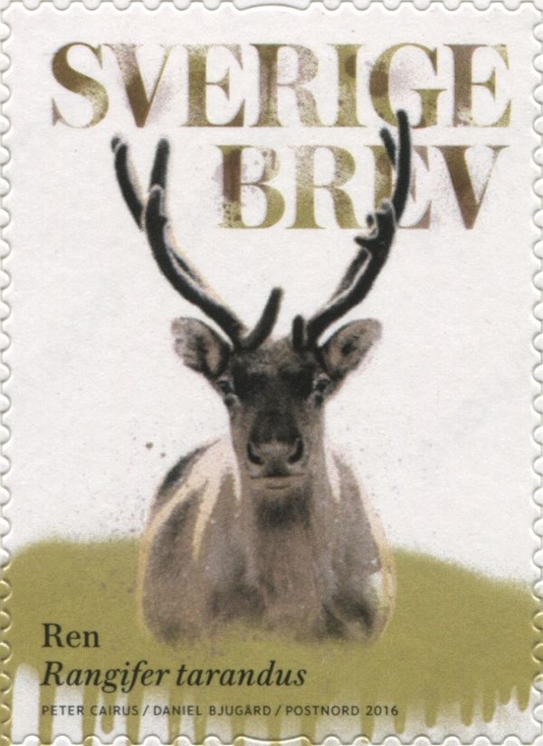 Reindeer (Rangifer tarandus)