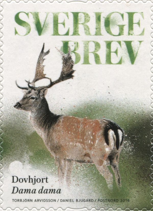 Common Fallow Deer (Dama dama)