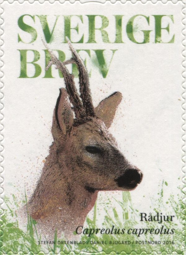 Western Roe Deer (Capreolus capreolus)