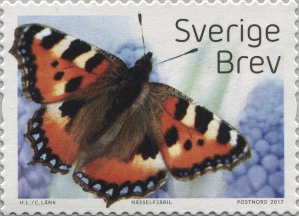Small Tortoiseshell (Aglais urticae)