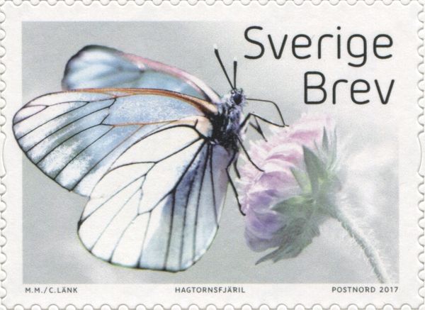 Black-Veined White (Aporia crataegi)